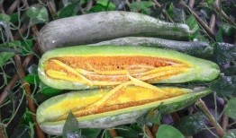 咸阳网红吃瓜视频,揭秘网络红人的幕后故事