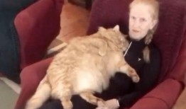 最新爆料肥猫视频,揭秘网络红猫幕后生活