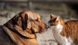 兽境猎犬爆料视频大全最新,揭秘神秘猎犬家族的传奇故事