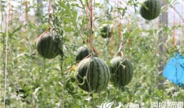 咸阳网红吃瓜视频,揭秘网络红人的幕后故事