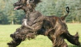 兽境猎犬爆料视频大全最新,揭秘神秘猎犬家族的传奇故事