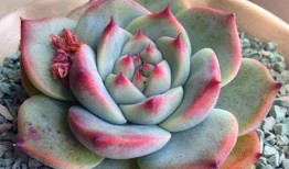 4小时在线观看,深度解析热门影视作品