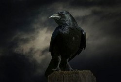 乌鸦哥爆料大炮视频完整版,大炮视频完整版幕后真相大曝光