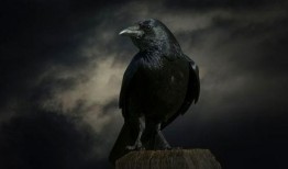 乌鸦哥爆料大炮视频完整版,大炮视频完整版幕后真相大曝光