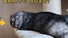 娱乐吃瓜猫嘎嘎,揭秘娱乐圈幕后趣闻